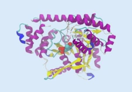 Structure of Proteins Structure of Proteins